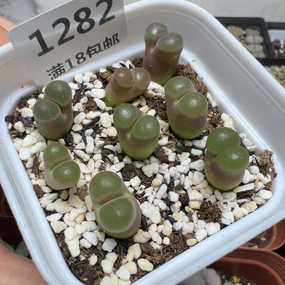 【闪购商品】 1282。