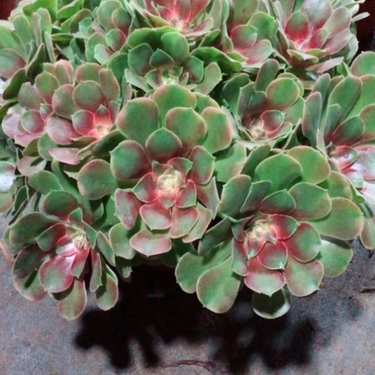 平***福无花朵香妃法师多肉植物111号