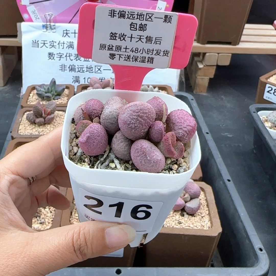 216夏娃多肉植物