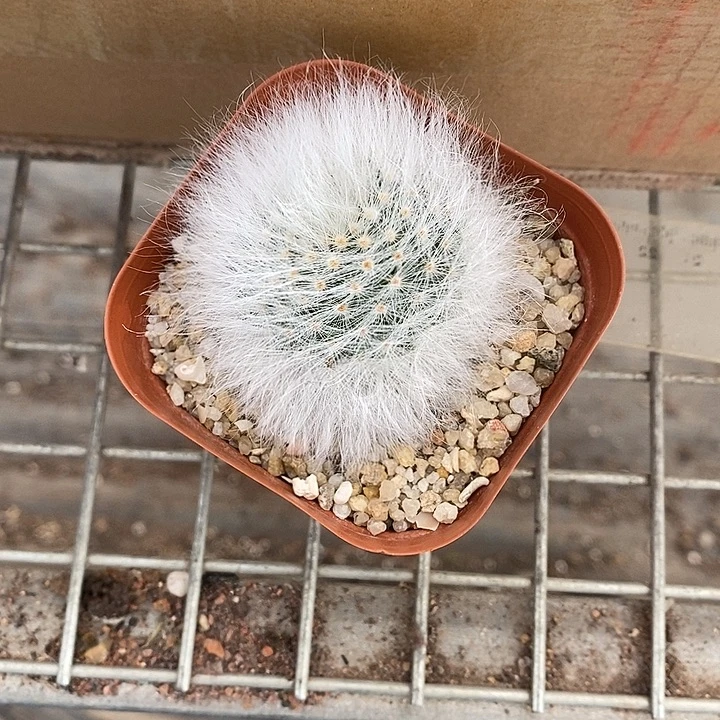 别***年漂亮仙人球一物一拍