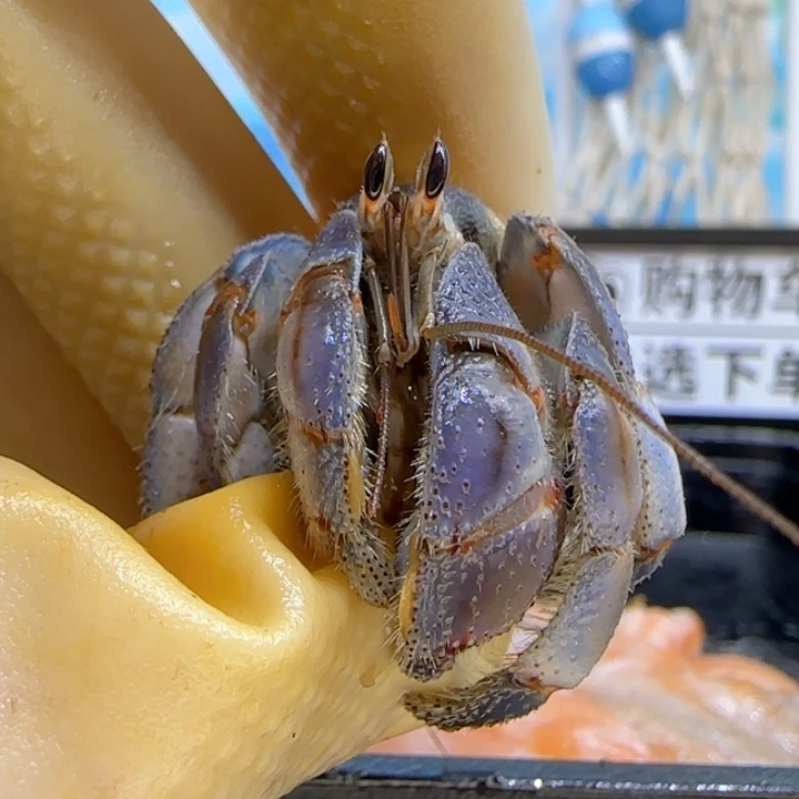 A91胖紫陆豆 1.9cm口径