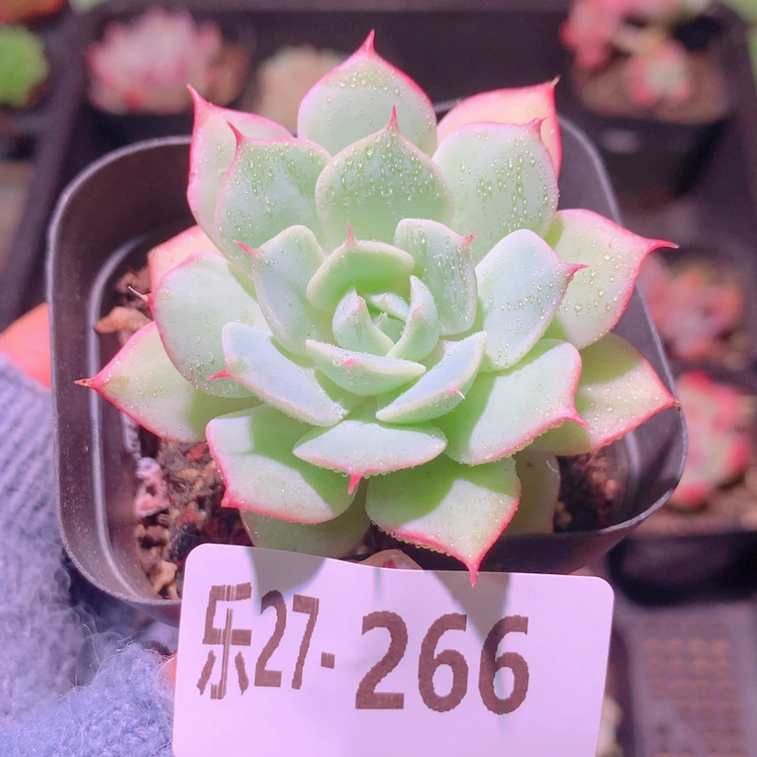 乐然27-266 雪域