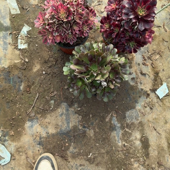 一单包邮不包侧枝22