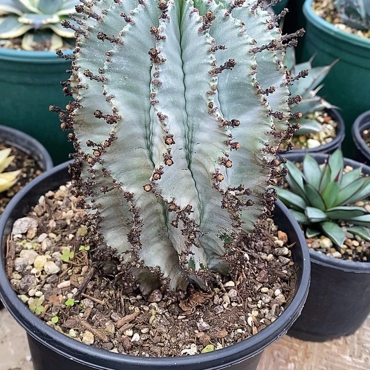 多肉植物龙蛇兰植物