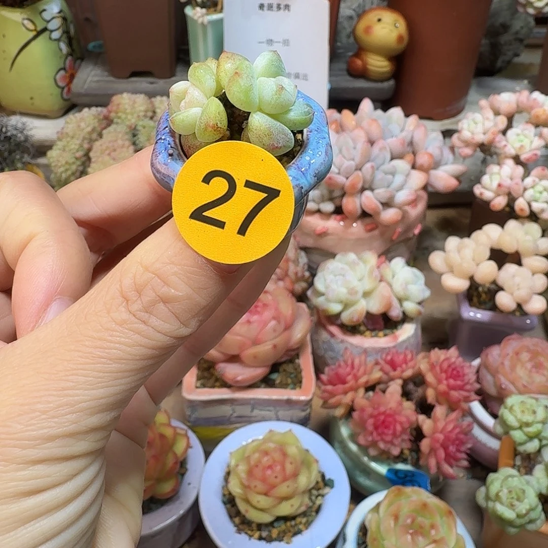 27 多肉含盆土 30元包邮非偏远