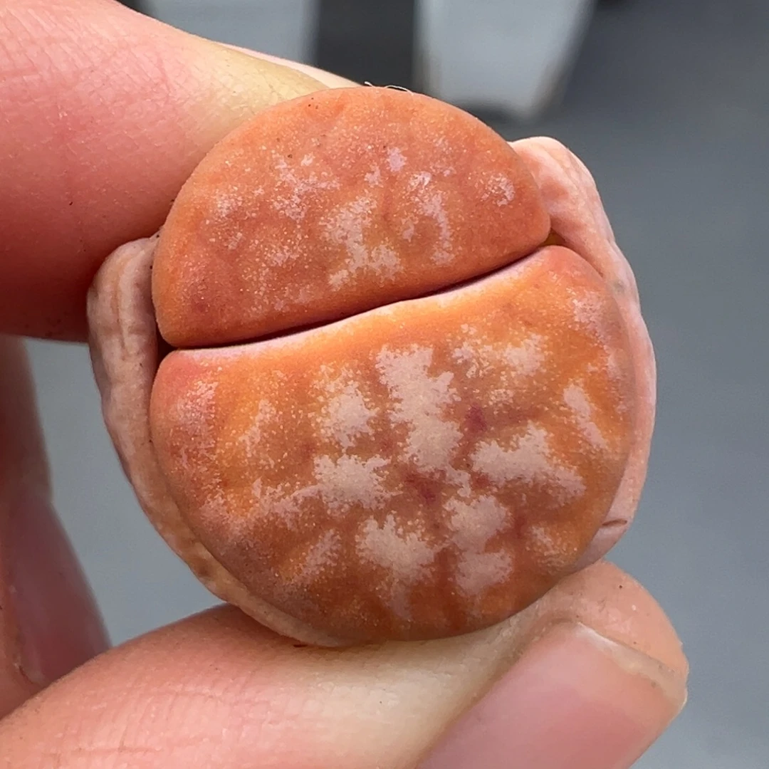 12.2好看的多肉脱土发货941