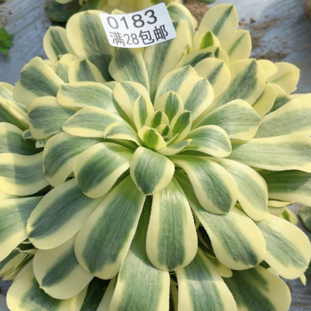 F0183 辛尼雅多肉植物