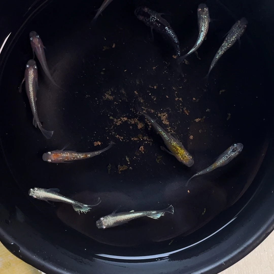 加***鸡青鳉鱼混搭一份观背清鳉