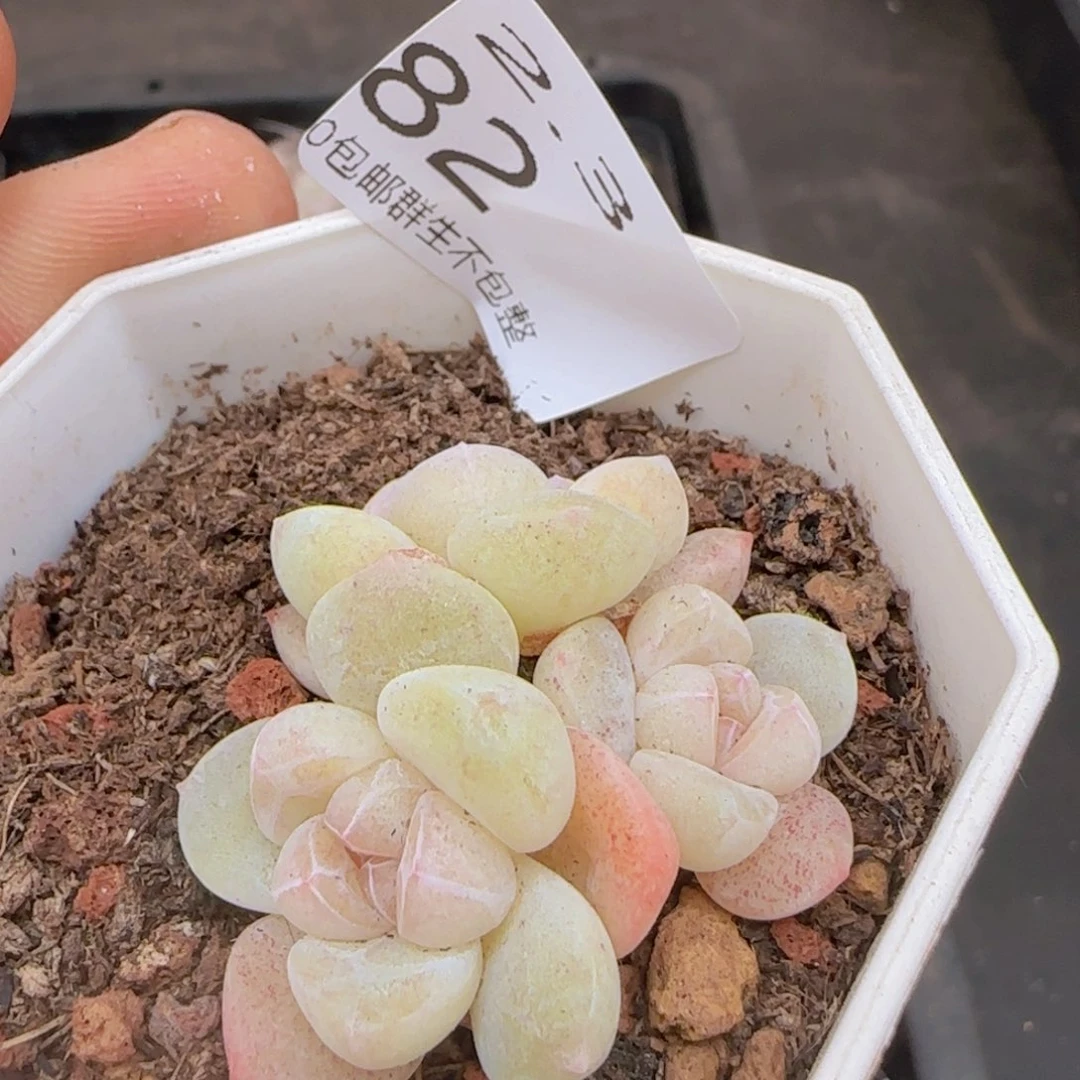 三头冰玉一颗脱土