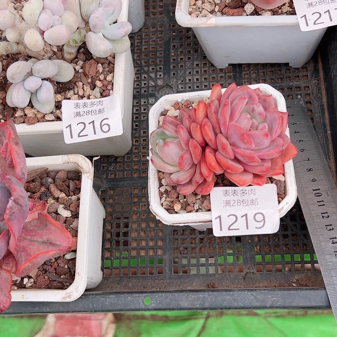 平***乐多肉一物一柏植物1219