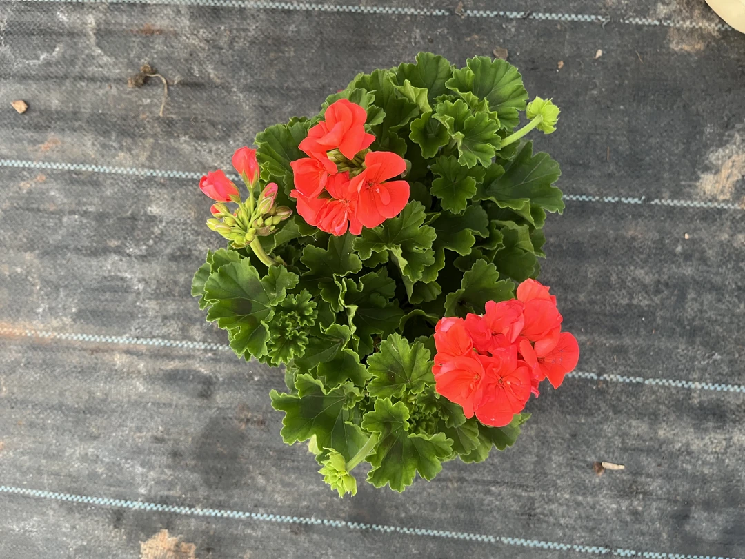 【欧耶天竺葵】大力水手橙  加仑盆大苗 大花球 勤花