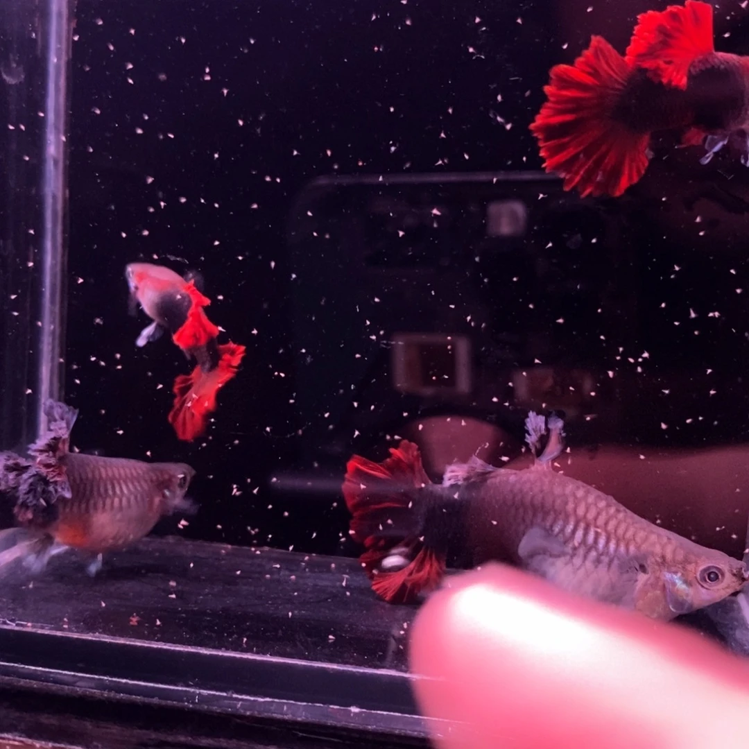 面***魏孔雀鱼菊花帆两对