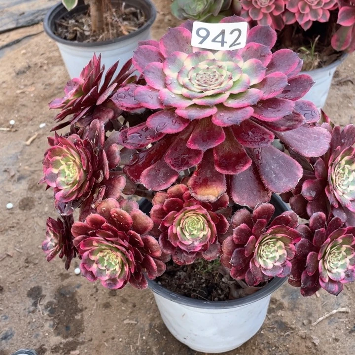 有****＞942多肉植物黑金刚