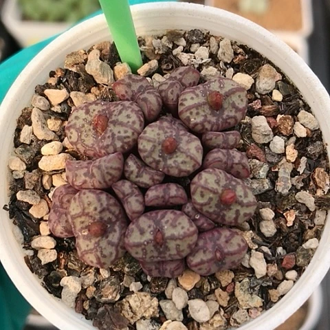 多肉肉锥 红宝石安贞