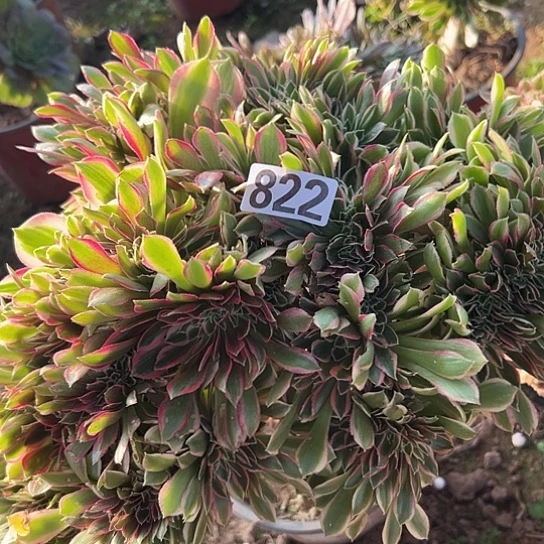 会***洪多肉植物一个女神822