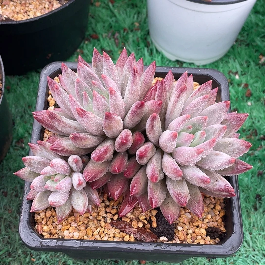 三头无砍虞美人多肉