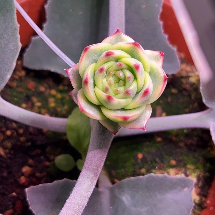 蓝龙锦多肉植物植物