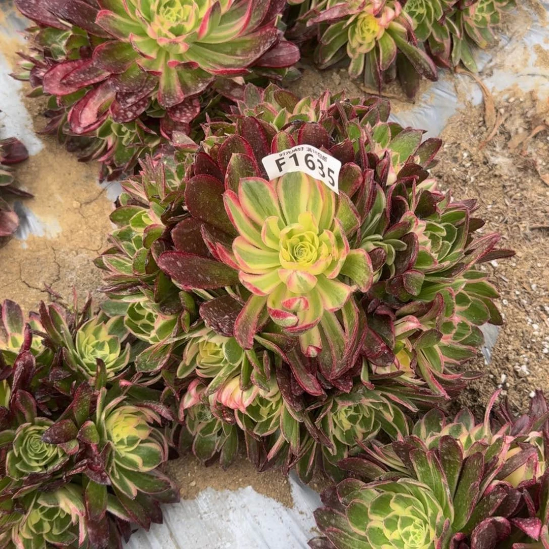1635玉芙蓉多肉植物