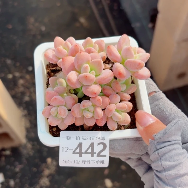 红洛神无盆土发货多肉