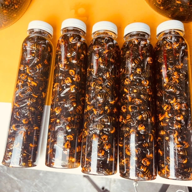 黄毛捉老蜂大金环大黑尾活泡鲜蜂诱蜂液摆件不是食品请误直接食用