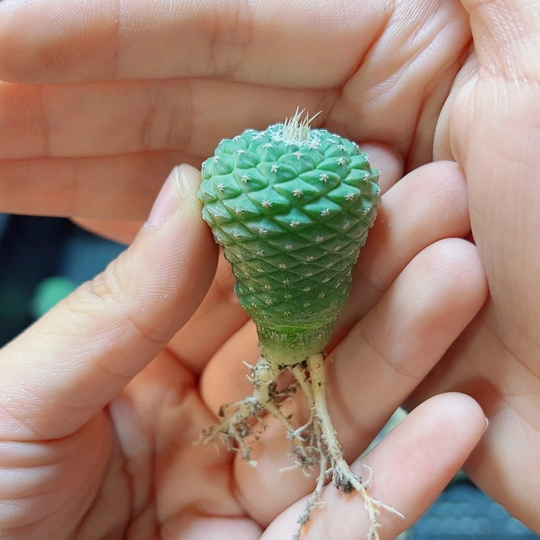 实生菊水2.6公分