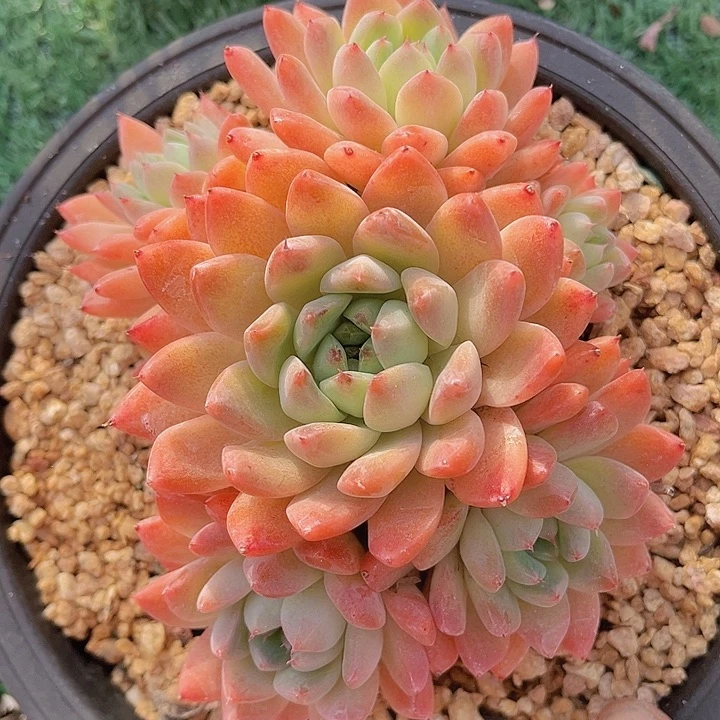 如梦令杂2785多肉植物