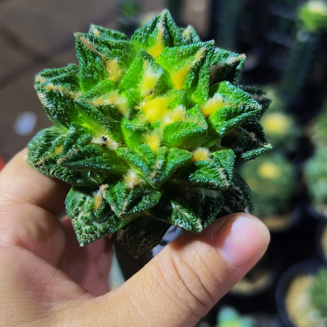 无花朵福利隔尤辛顿牡丹399