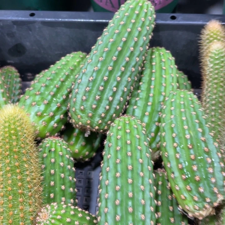 进口金妞金4侧芽一个
