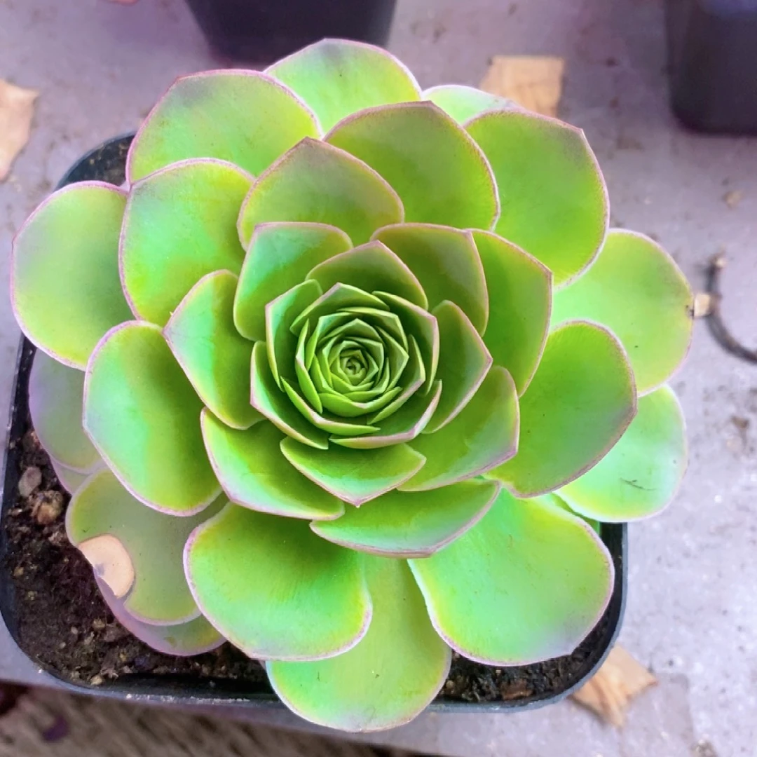 山地玫瑰一物一拍013追光者