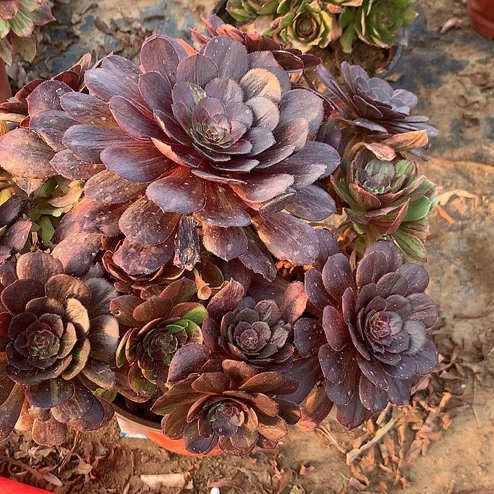 五*多肉植物花月夜90号