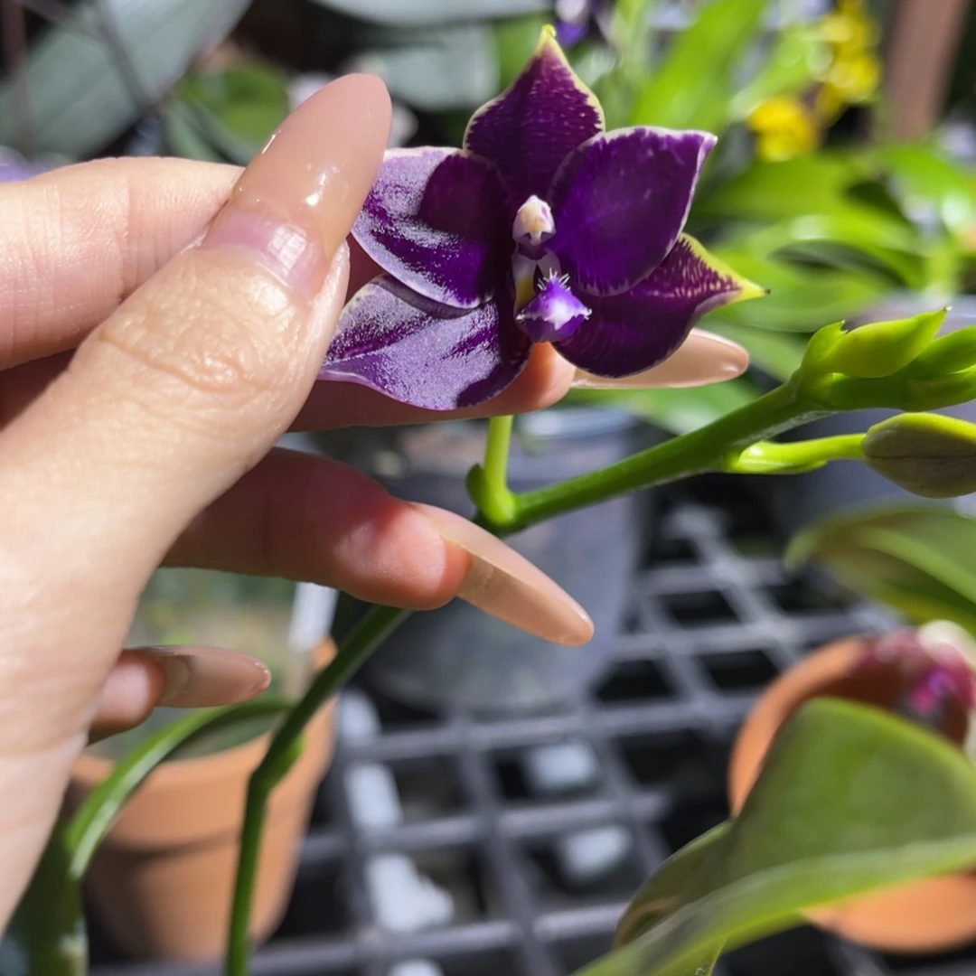 完全开放柳林3597