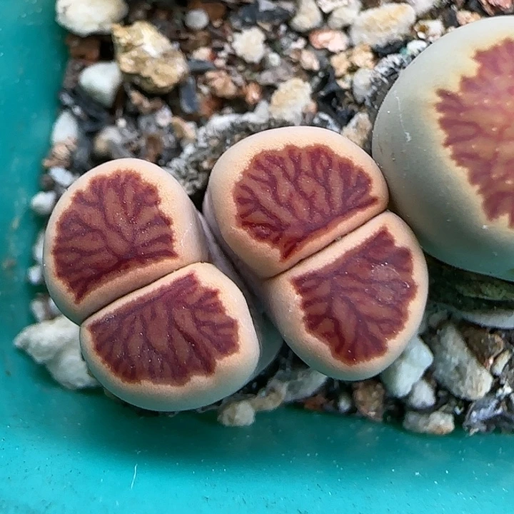 11.14。福利红窗菊。 5053