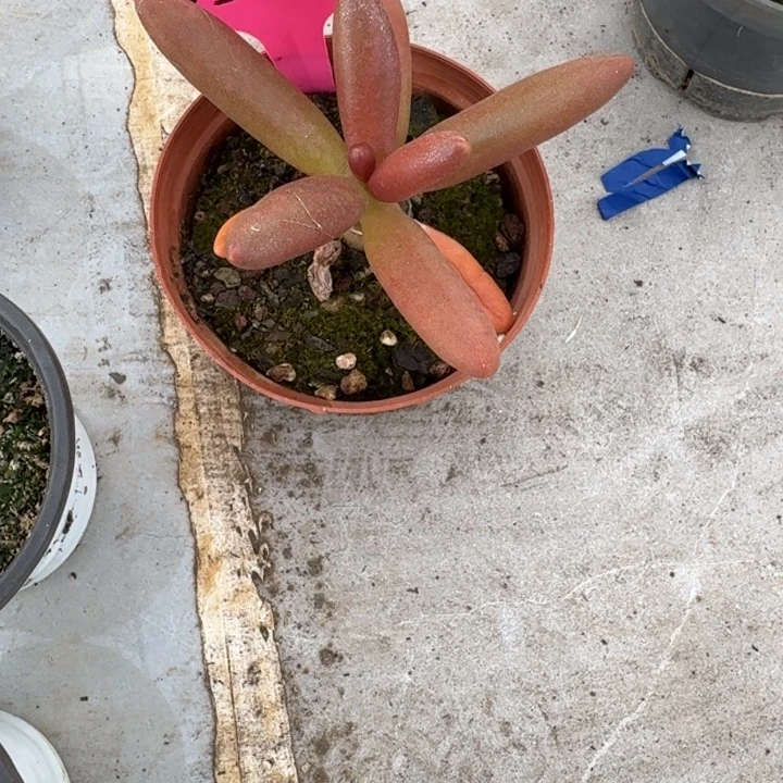 056单头椰子树新号福利价