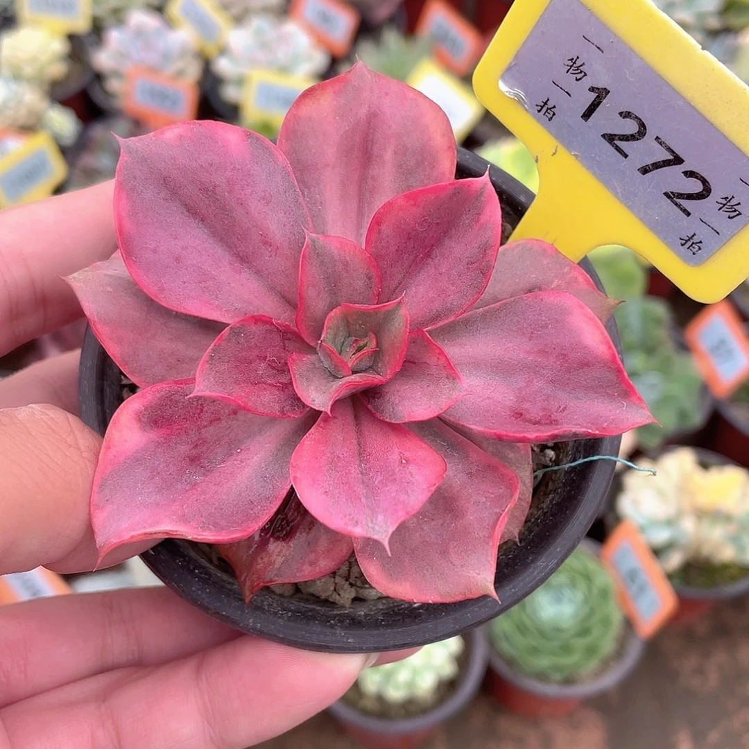 古琴锦1272号多肉