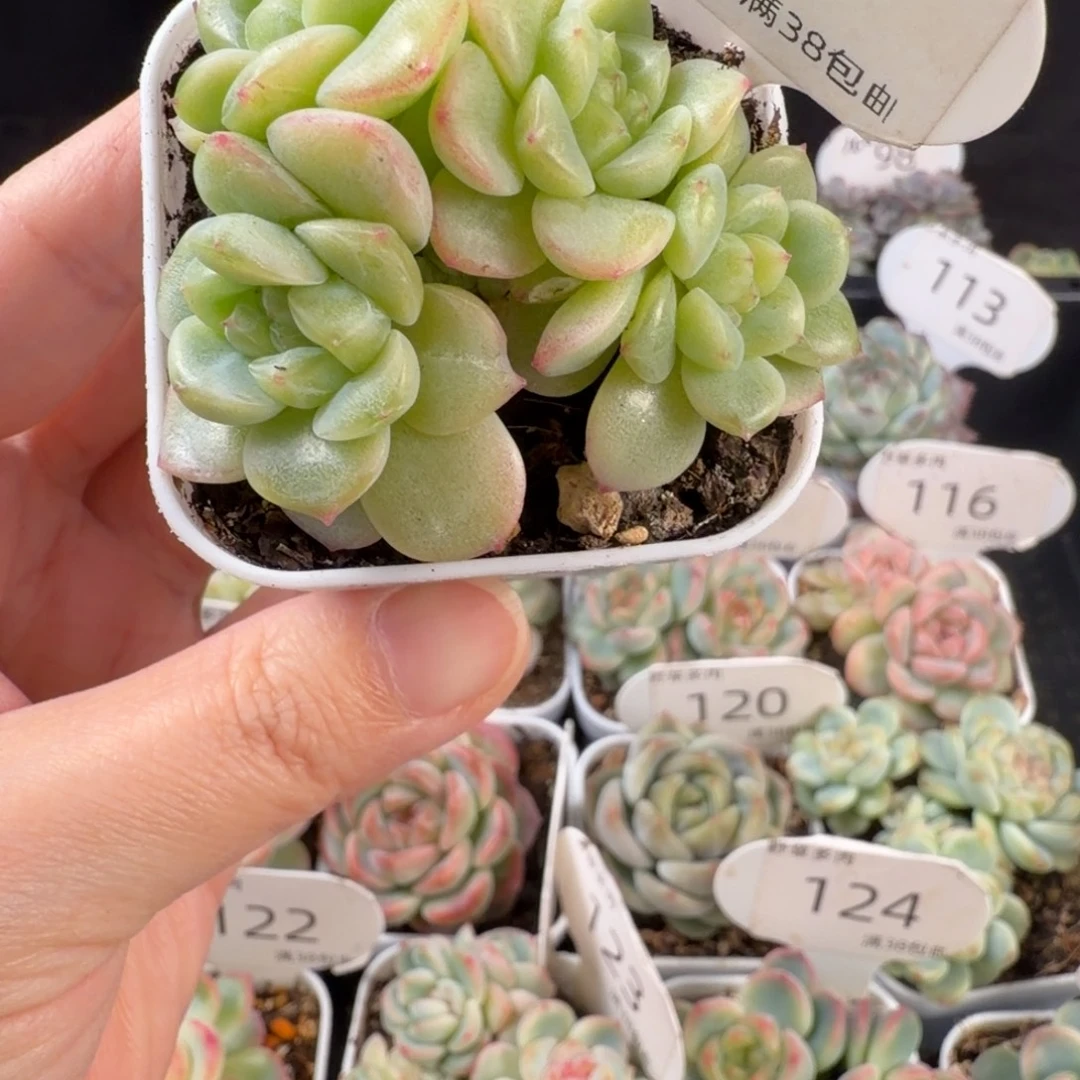 财富密码四头群127号