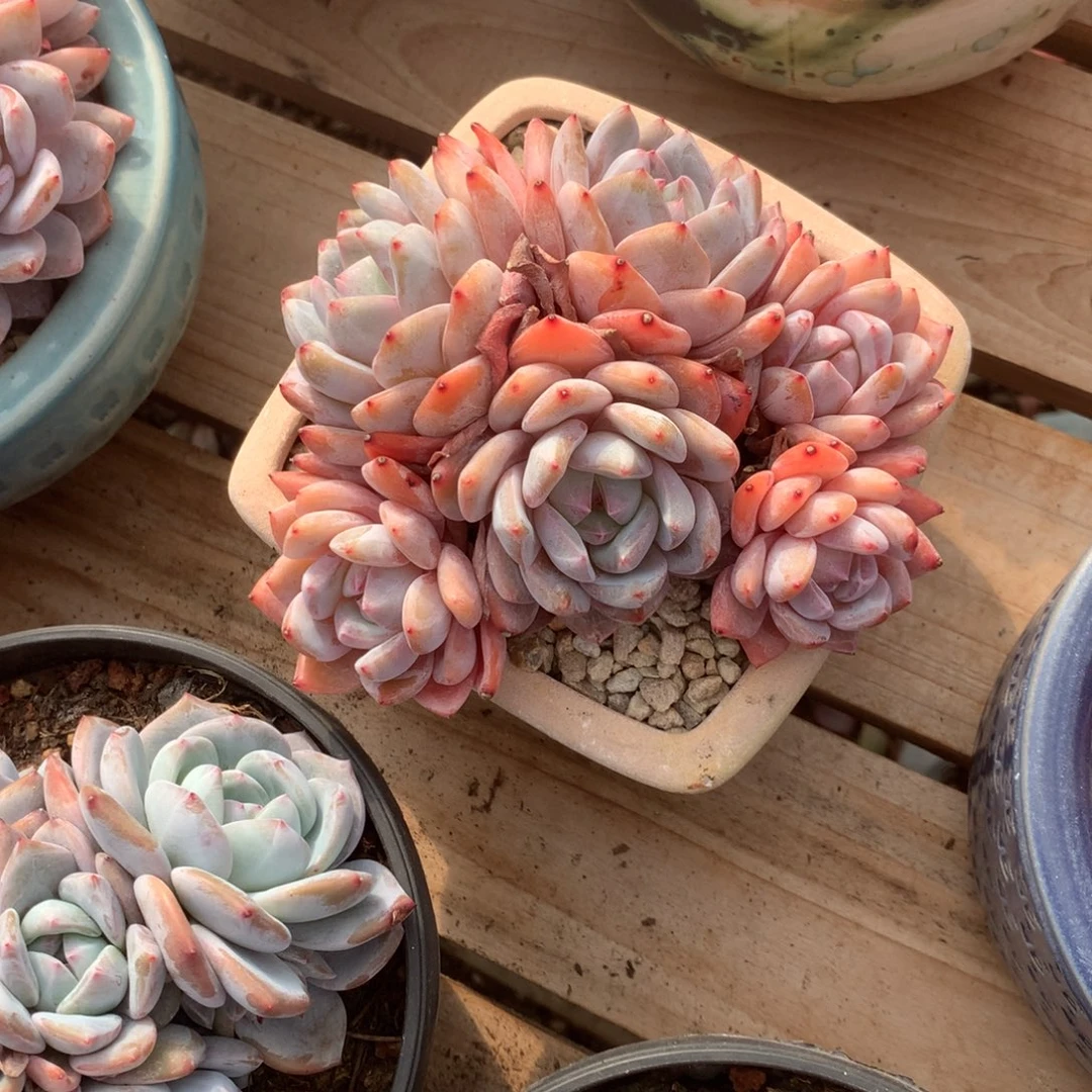 无花朵哈哈哈哈哈哈哈哈哈69