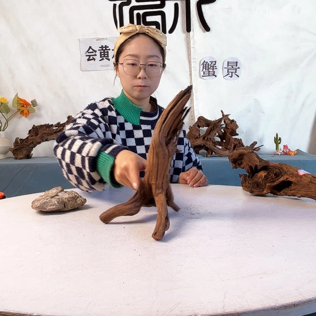 寄居蟹造景沉木造景