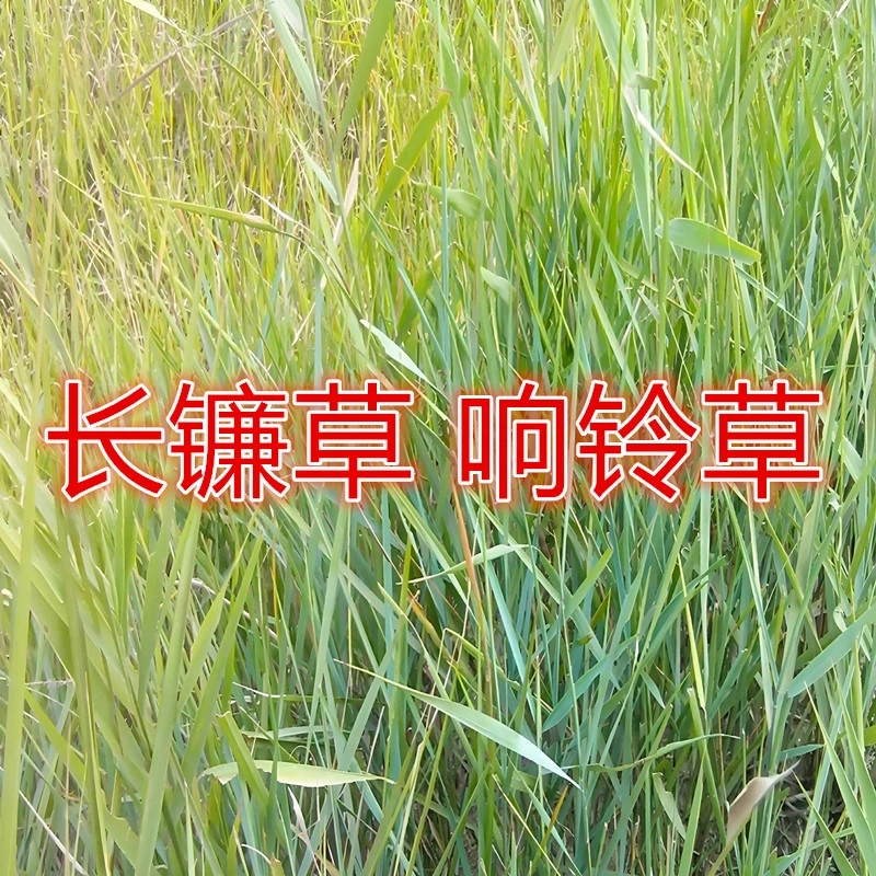长镰草种子响铃草籽墓地草坪种子坟地草籽 四季青草籽 坟头草茅草