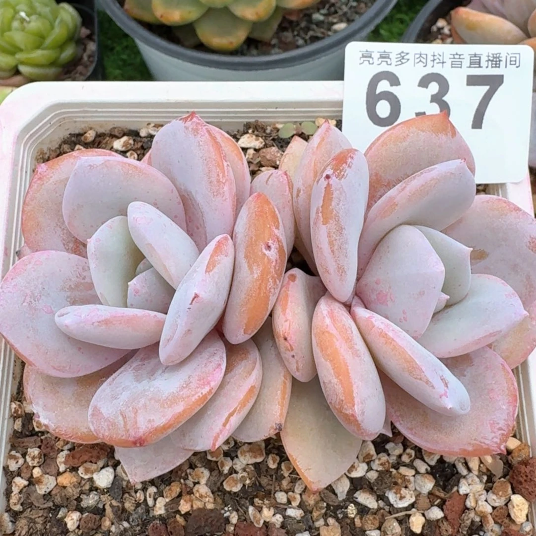 奶茶韩版         多肉植物