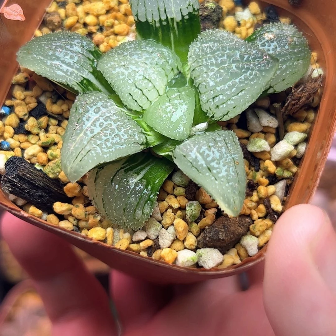 天空之境锦十二卷多肉植物