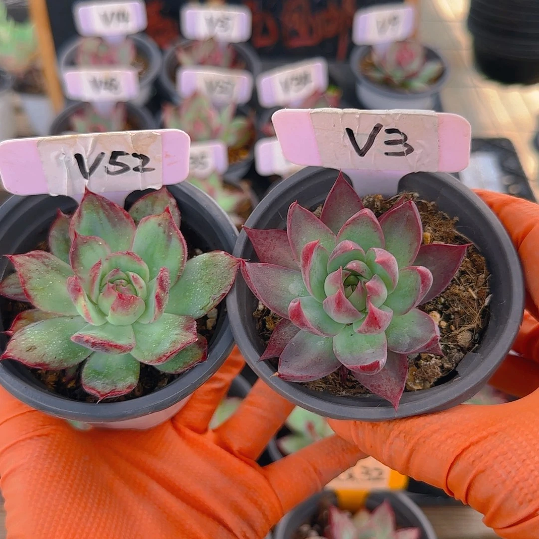 青****好V3、52 惊鸿仙子多肉植物