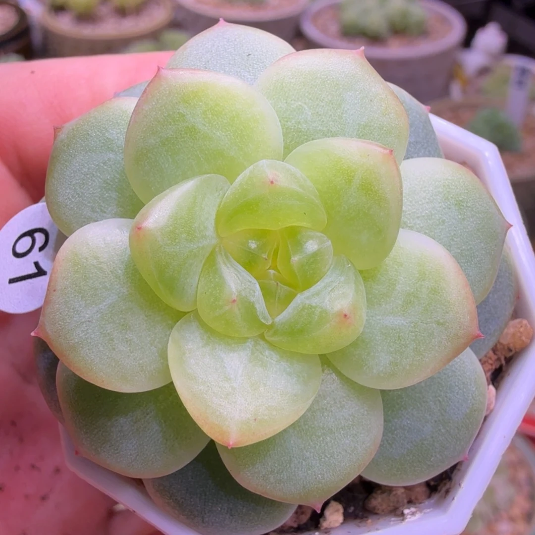 61号极光一物一拍