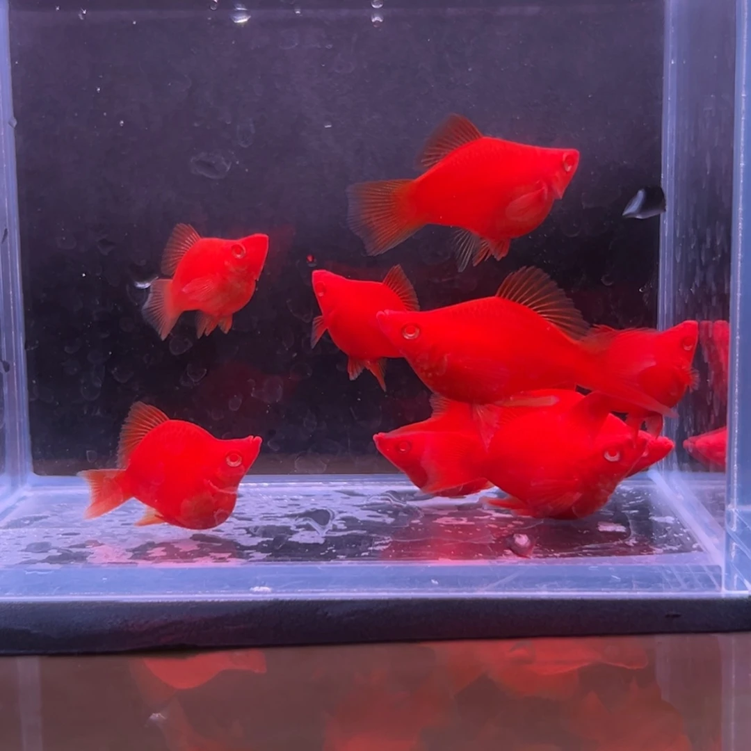 孔雀鱼红箭球一对多的备损