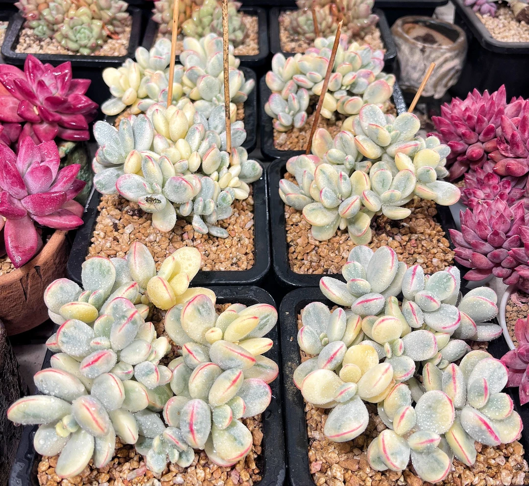 静歌园艺精品多肉植物-乒乓福娘锦群（量拍）