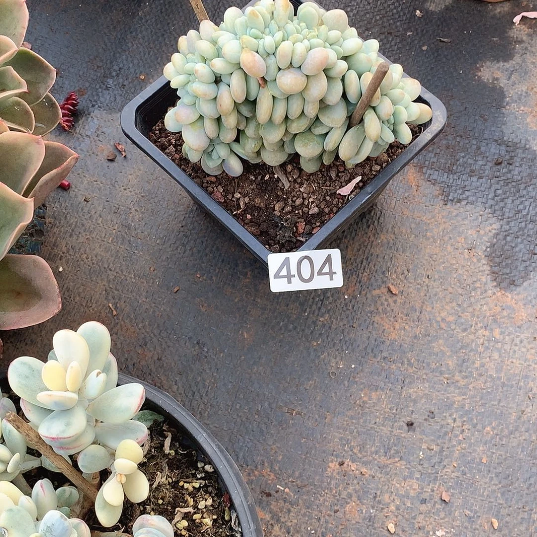 404洛神缀 一物一拍多肉