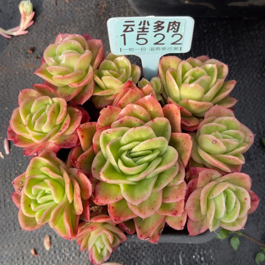 云尘多肉一物一拍1522