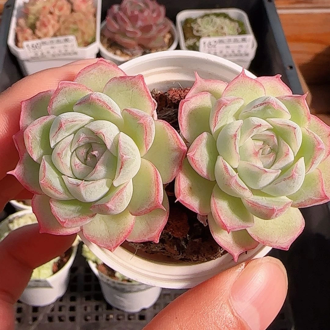 多肉1105--172女王