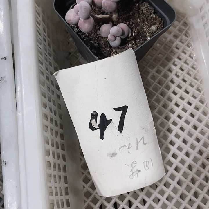 柳*芳47密密麻麻密密麻麻