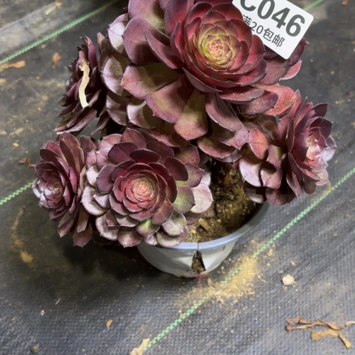 瑞妈一物一拍046