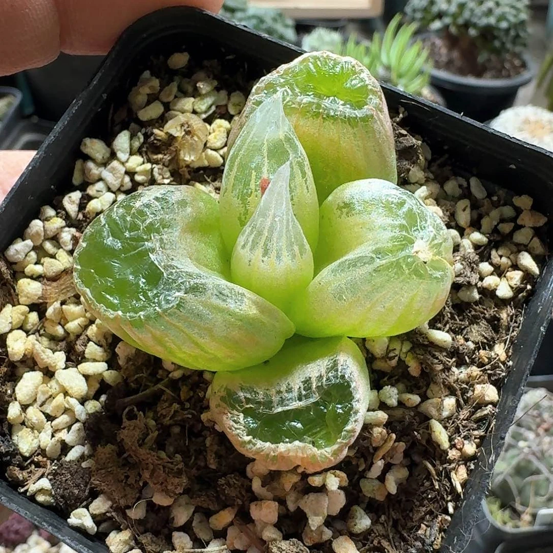 127佛座箍带盆发货